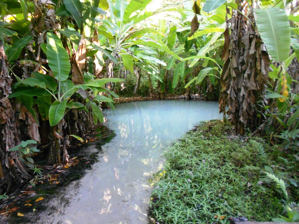 Fervedouro de águas cristalinas rodeado pela vegetação