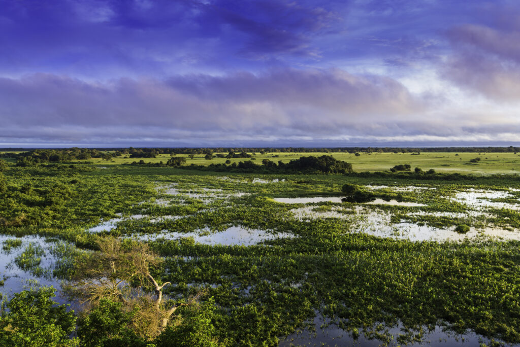 Pantanal brasileiro com área alagada e vegetação verde